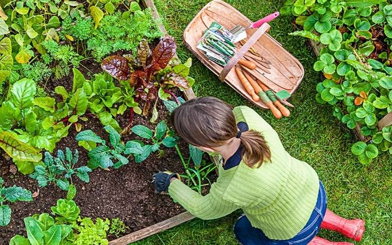 ecommerce website investing lawn industry